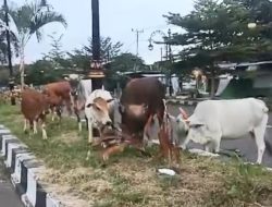 Sapi Milik Warga Makan 10000 Bunga di Areal Bundara KM 40 Sofifi