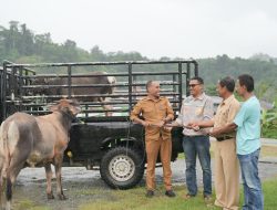 Lebaran Idul Adha, IWIP Serahkan 70 Ekor Hewan Kurban Di Maluku Utara