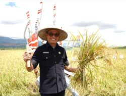 Tugas Perdana Sekda Maluku Utara Gelar Panen Padi di Halmahera Timur