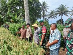 NHM dan Petani Kao Barat Menuju Kemandirian Pangan, Siap Berkolaborasi Masa Depan Pertanian