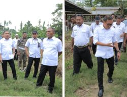 Pemkab Halteng Dorong Pengembangan Peternakan, Ini Tujuannya