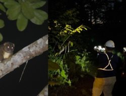Jaga Ekosistem Hutan di Pulau Obi, Ini yang Dilakukan Harita Nickel