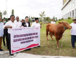 Gubernur Sherly Salurkan 11 Ekor Sapi Hewan Qurban Bantuan Presiden