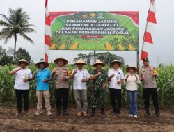 Bersama Petani Pemda dan Polres Halut Kompak lakukan Penanaman Jagung