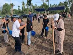 Menjaga Stabilitas dan Ketahanan Pangan Masyarakat, Pemda dan Uniera Tanam Jagung Perdana 