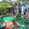 Idul Adha 1447 H, Warga DKI Kurban 1 Ekor Sapi dan 3 Kambing 