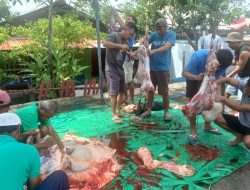 Idul Adha 1447 H, Warga DKI Kurban 1 Ekor Sapi dan 3 Kambing 