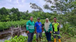 Kawasan Mangrove Kao Tumbuh Pesat, Bukti Komitmen NHM terhadap Keberlanjutan Lingkungan 