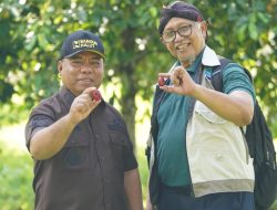 Pemda Halut Gandeng UGM Kembangkan Hilirisasi Pala Melalui Bibit Klonal
