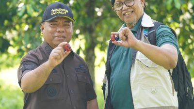 Pemda Halut Gandeng UGM Kembangkan Hilirisasi Pala Melalui Bibit Klonal