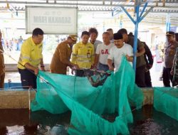 Panen Raya Perdana Sadaka Farm Jadi Bukti Sukses Sinergi Pemberdayaan NHM dan Pemda Halut