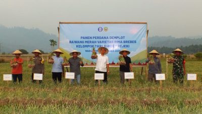 BI Dorong Pengembangan Bawang Merah, Pemkab Haltim Sambut Positif Dongkrat Ketahan Pangan Daerah